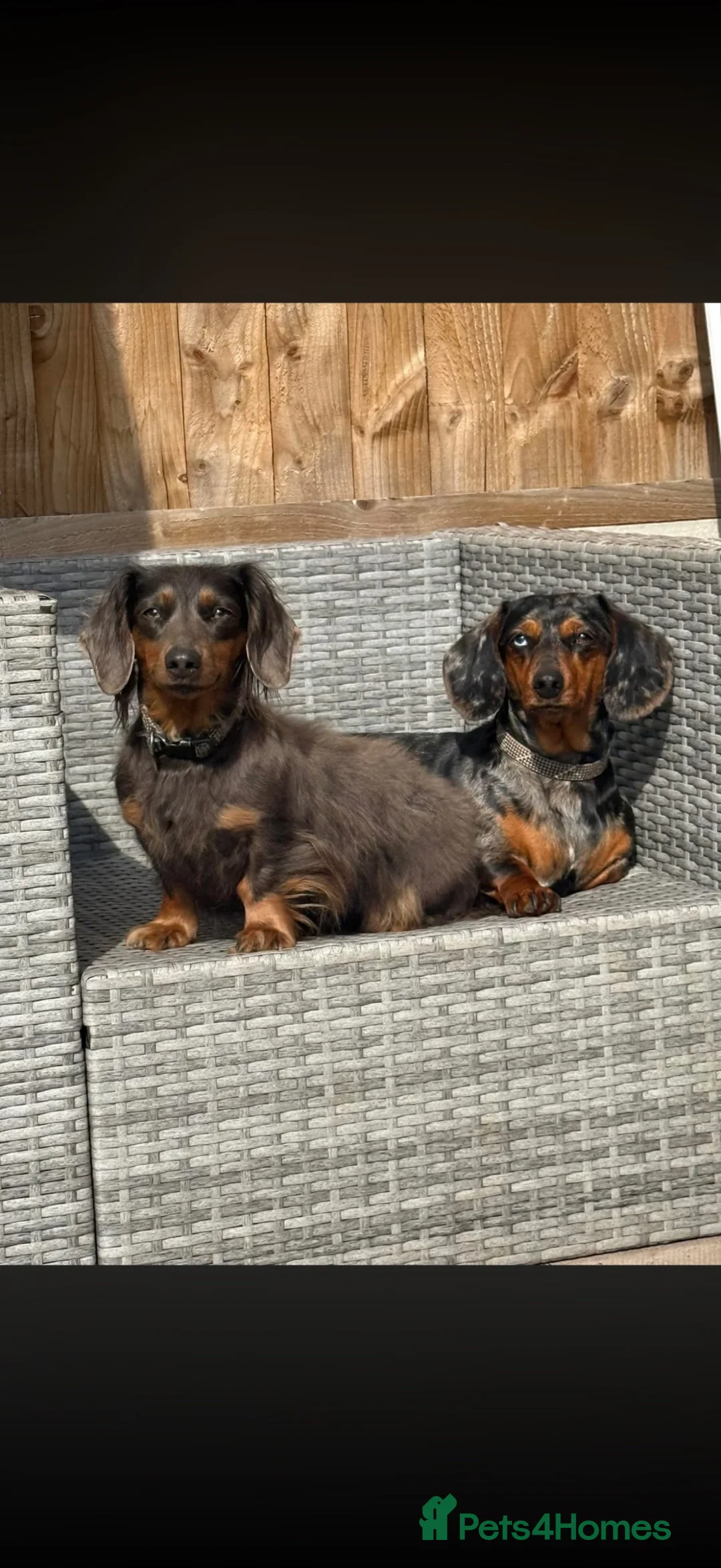 Miniature Dachshund dogs for sale: Mini dachshunds  - Advert 1
