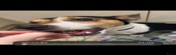 Jack Russell dogs for stud: Tri-coloured Jack Russell - For Stud - Zuko - Advert 6