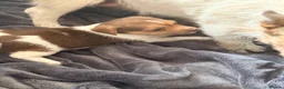 Jack Russell dogs for sale: Super Jack Russell puppies - Advert 11