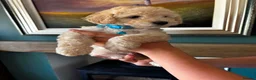 Cockapoo dogs for sale: Beautiful F2b cockapoo puppies in Leeds - Advert 16