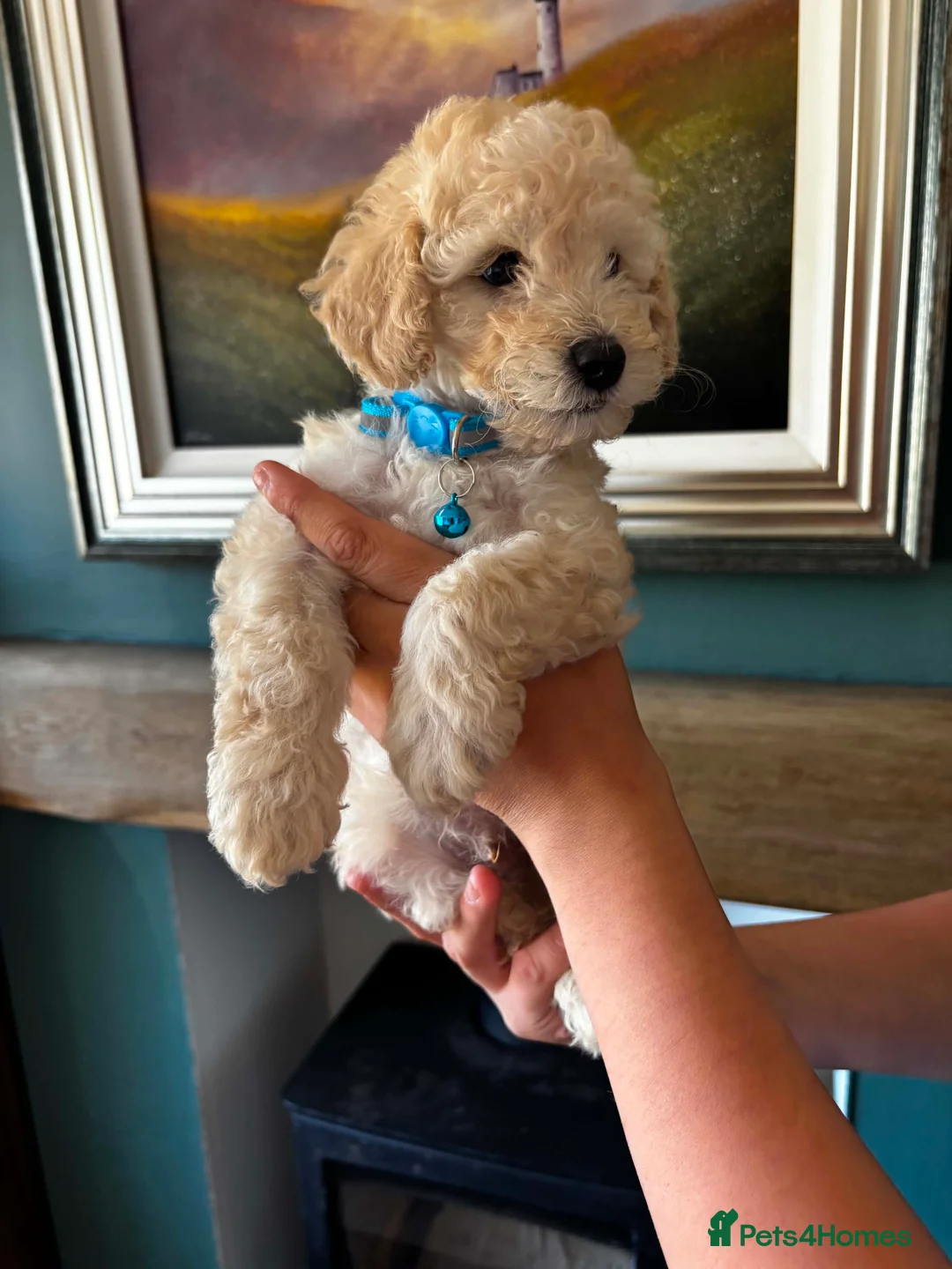 Cockapoo dogs for sale: Beautiful F2b cockapoo puppies in Leeds - Advert 16
