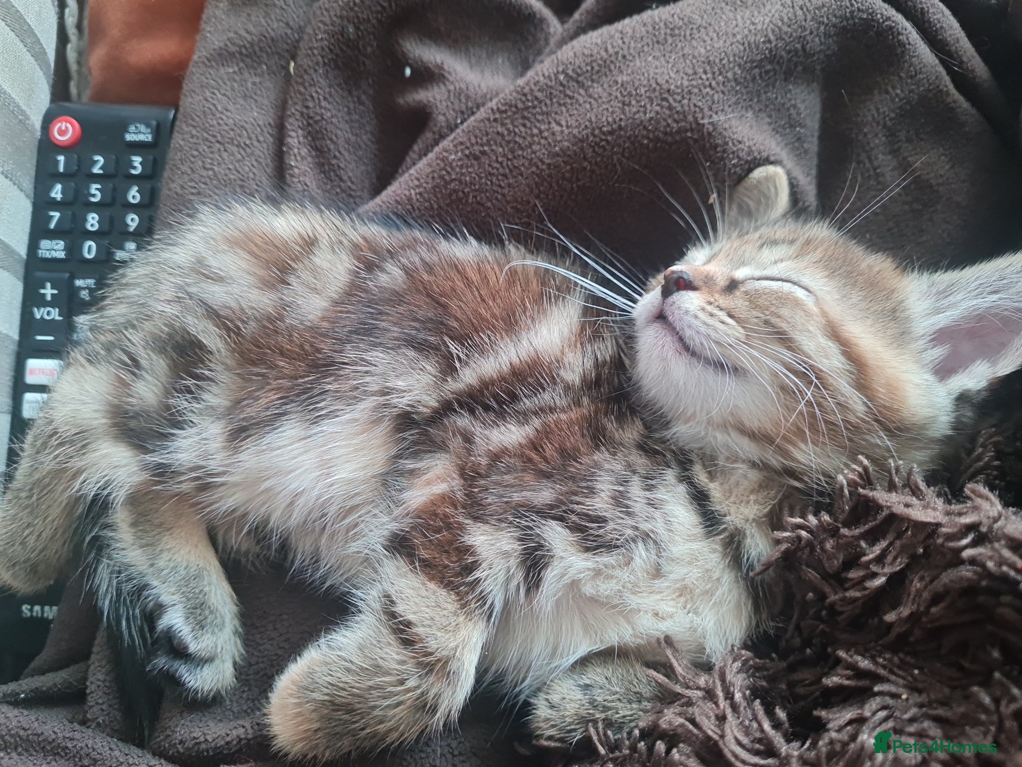 Mixed Breed cats for sale: 🐾 Beautiful Ragdoll Cross Kittens – £290 Each 🐾 in Greenford - Advert 12