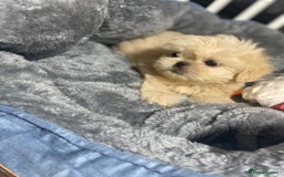 Shih Tzu dogs for sale: Gorgeous Puppies Ready Now - Image 4