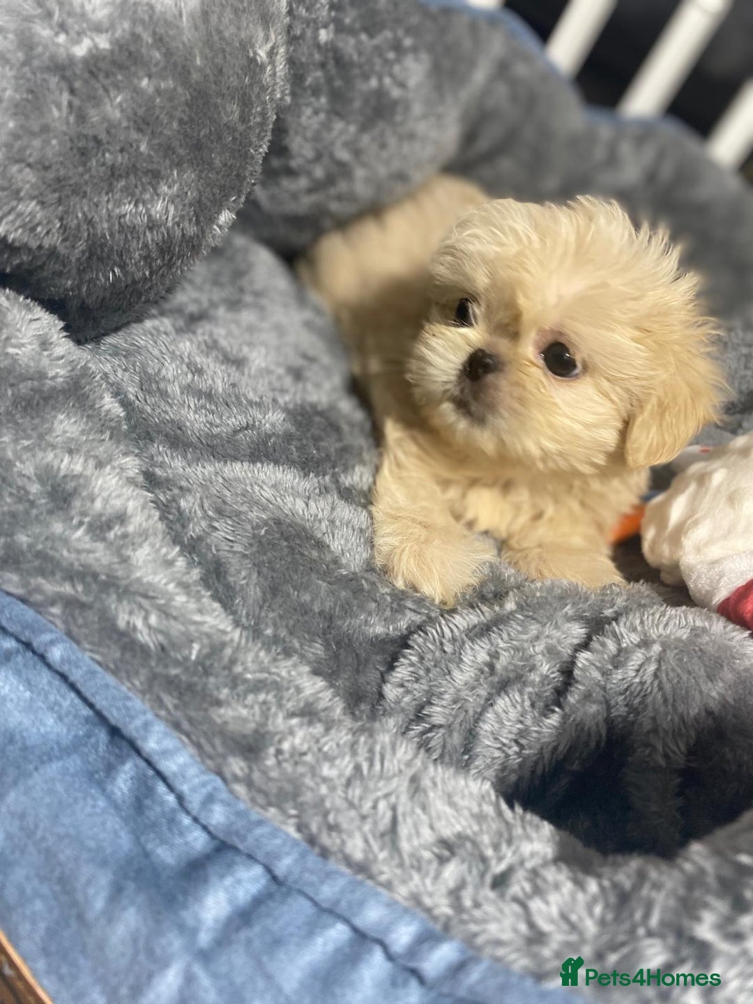 Shih Tzu dogs for sale: Gorgeous Puppies Ready Now - Image 4