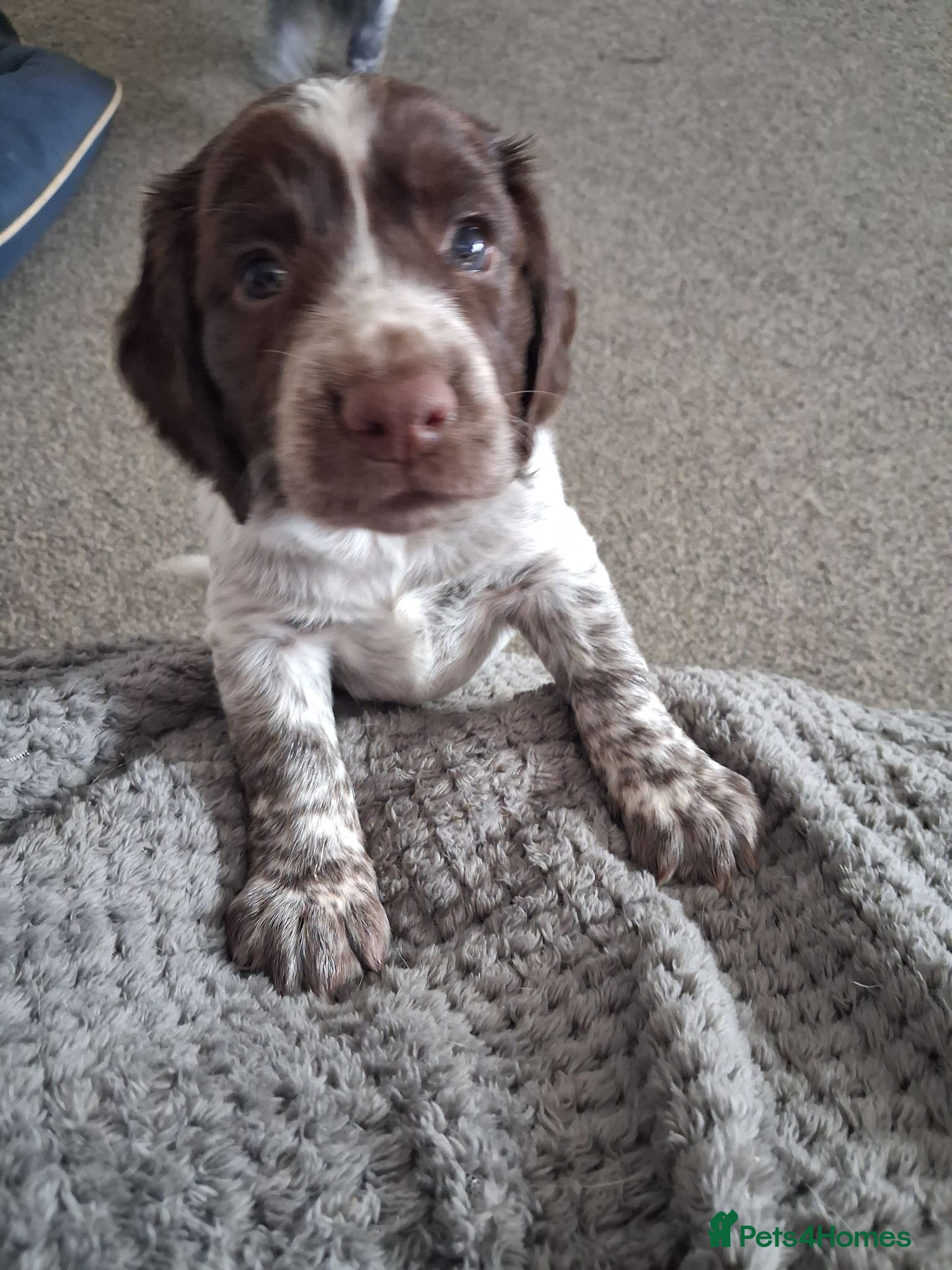 Cocker Spaniel dogs GORGEOUS GIRl REMAINING KC COCKER SPANIEL PUP  - Advert 16