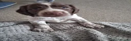 Cocker Spaniel dogs for sale: GORGEOUS WORKING BREED COCKER SPANIEL PUPS  in Truro - Advert 6