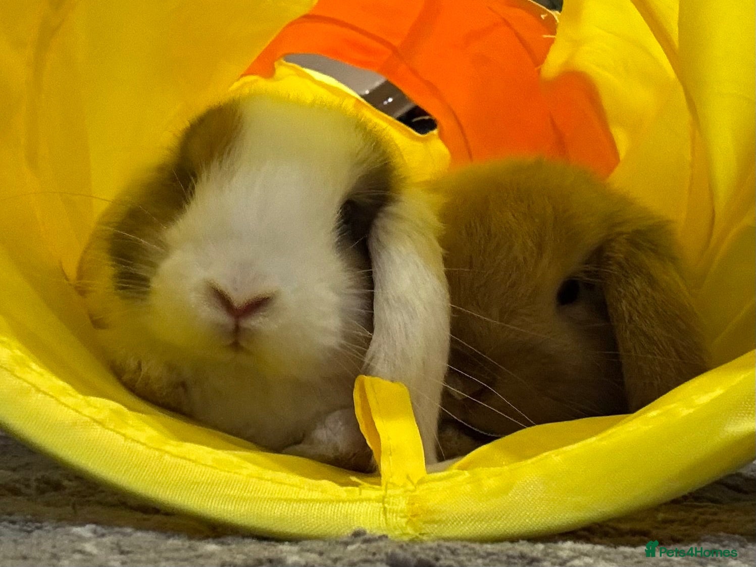 Mini Lop rabbits Only 1 baby mini lop left - boy - Advert 2