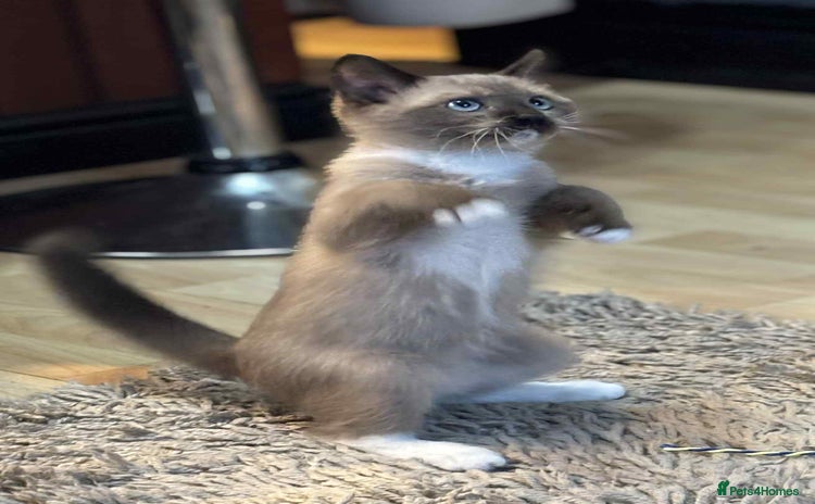 Mixed Breed cats - Advert 5