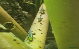 Gecko reptiles for sale: Phelsuma Klemmeri neon day gecko juveniles - Image 3
