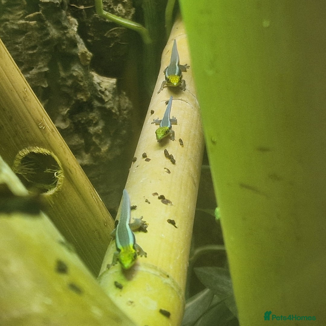Gecko reptiles for sale: Phelsuma Klemmeri neon day gecko juveniles - Image 3
