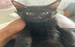 Domestic Shorthair cats for sale: 2 14-WeekOld Kittens Looking for Loving Homes - Image 6