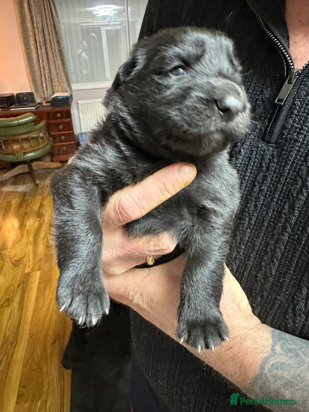 German Shepherd dogs for sale: Beautiful Blue and Black GSD puppies - Advert 2