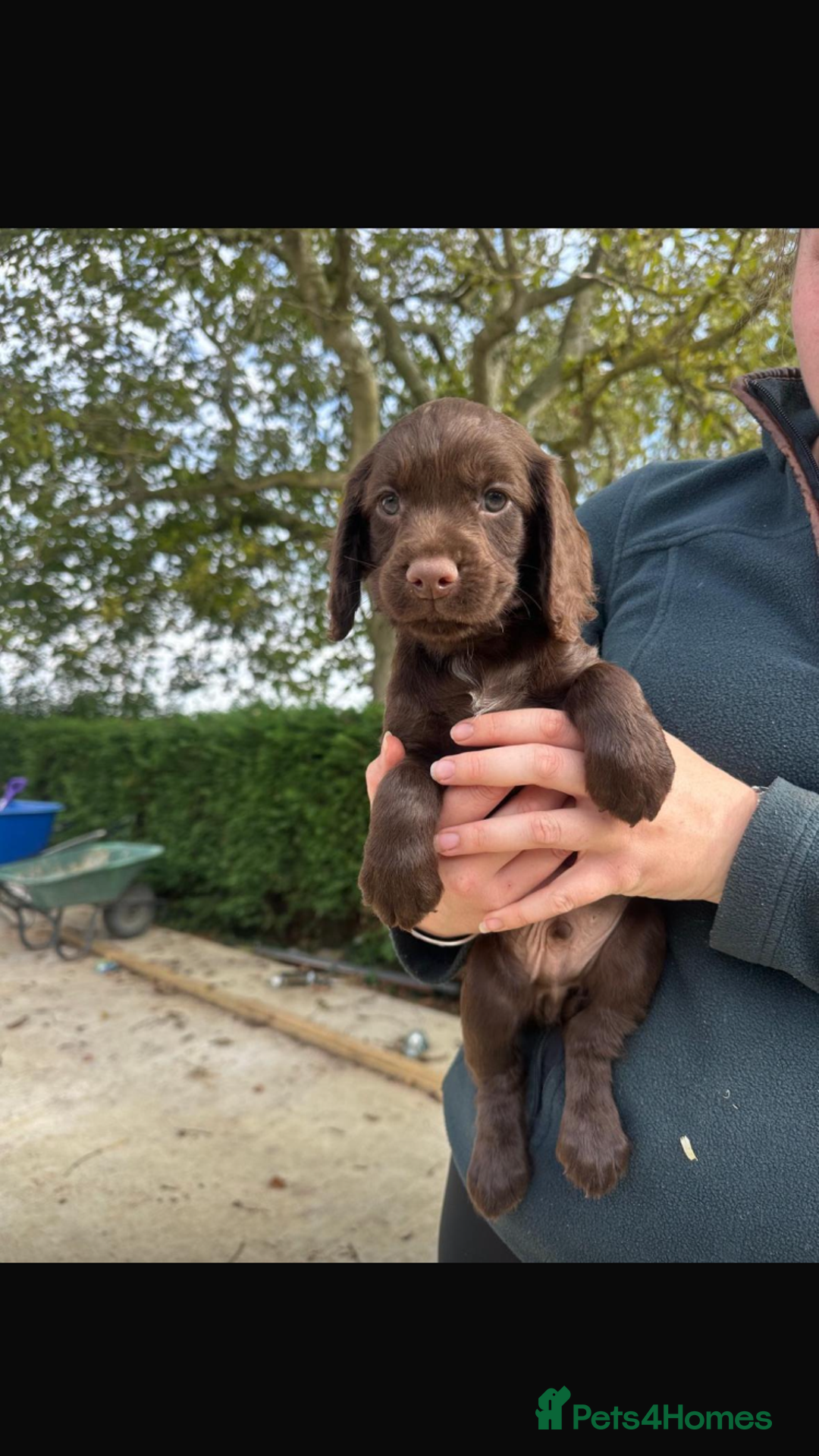Cocker Spaniel dogs for sale: Cocker spaniel looking for forever home  - Image 3