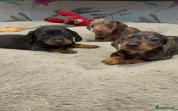 Miniature Dachshund dogs for sale: Stunning kc reg miniature dachshunds  - Image 9