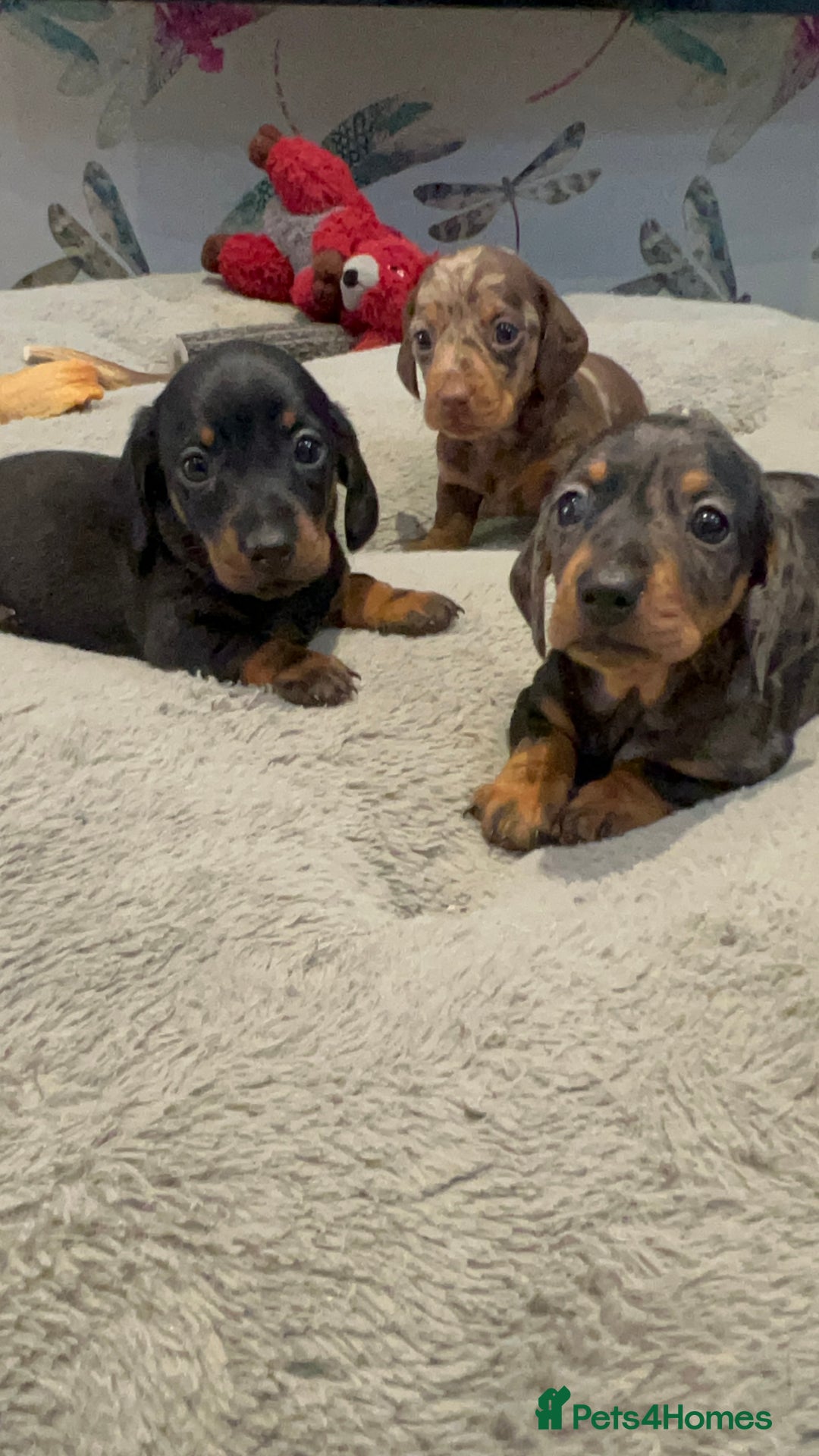 Miniature Dachshund dogs for sale: Stunning kc reg miniature dachshunds  - Image 9