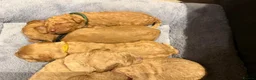 Labradoodle dogs for sale: 🐾 F1B Labradooles 🐾 2 sold already  in Ware - Advert 12