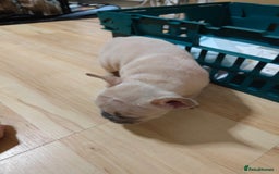 French Bulldog dogs for sale: Unique and Beautiful French bulldogs puppies  - Image 24