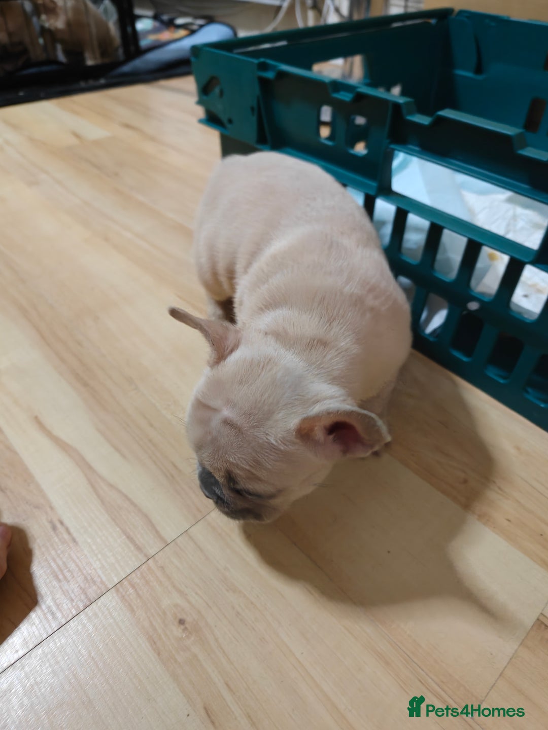 French Bulldog dogs for sale: Unique and Beautiful French bulldogs puppies  - Image 24