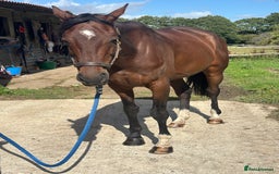 Irish Sports horses for sale: Teens horse / mother / daughter share - Image 33