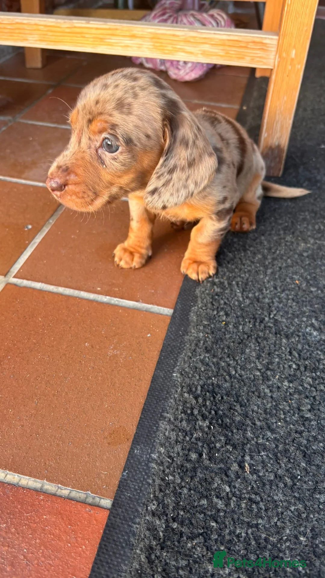 Miniature Dachshund dogs for sale: Miniature daushand  - Advert 11