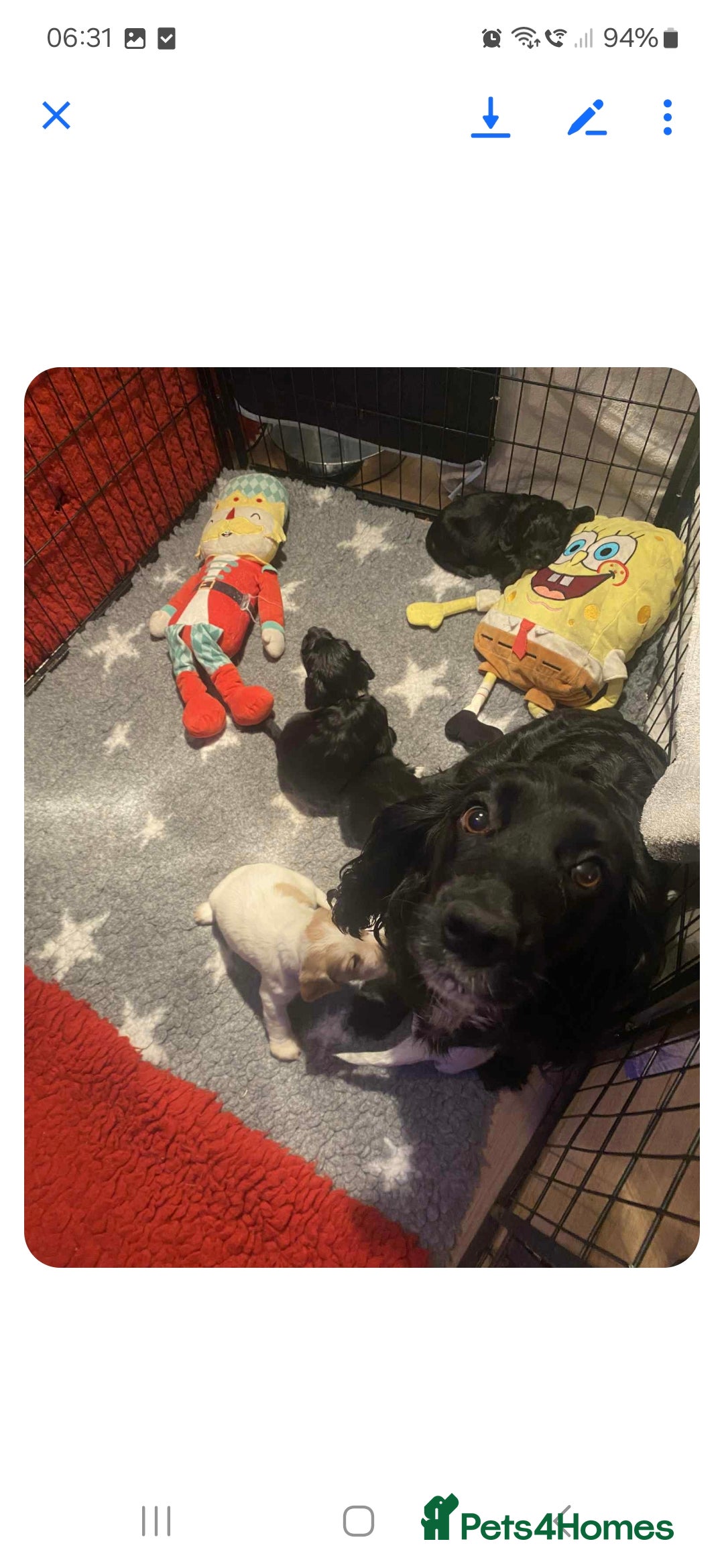 Cocker Spaniel dogs for sale: 6 cocker-spaniel pups  - Image 4