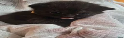 British Shorthair cats for sale: Beautiful kittens looking forever home 🏡 😍  - Advert 29