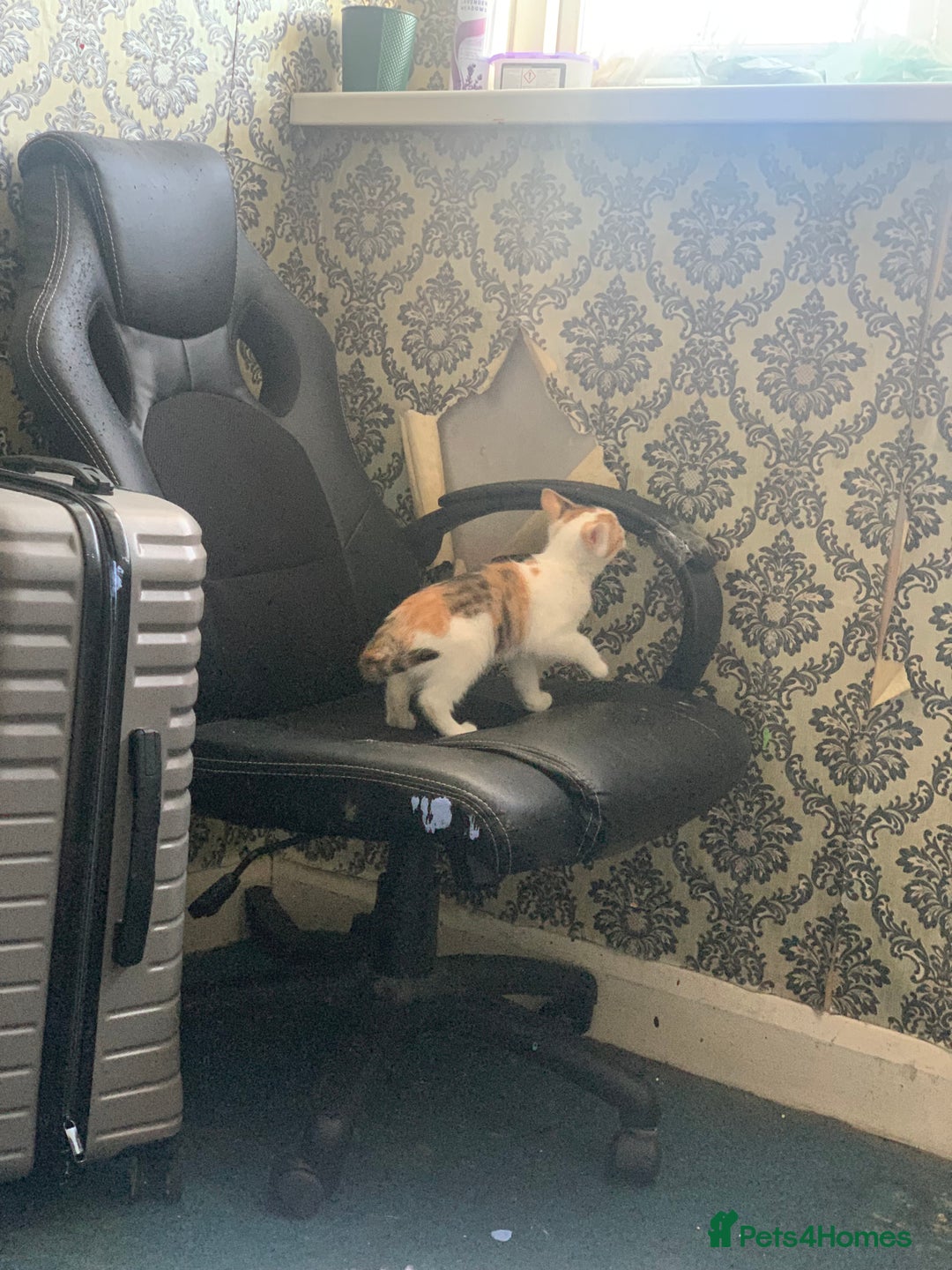 Brazilian Shorthair cats for sale: 1 female kitten ready to leave  - Advert 9