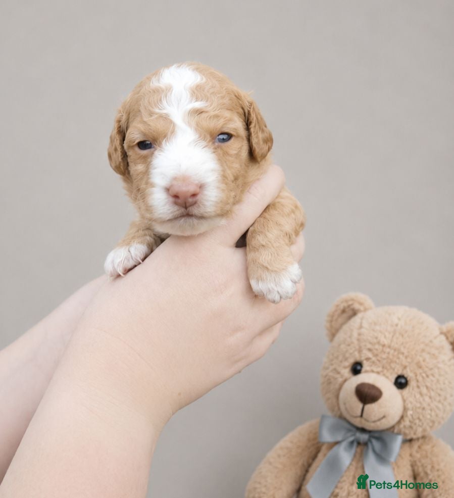 Cockapoo dogs Merles Apricots Parti Most loved Cockapoo Puppies - Advert 1
