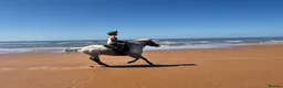 Appaloosa horses for sale: All rounder pony - Advert 2