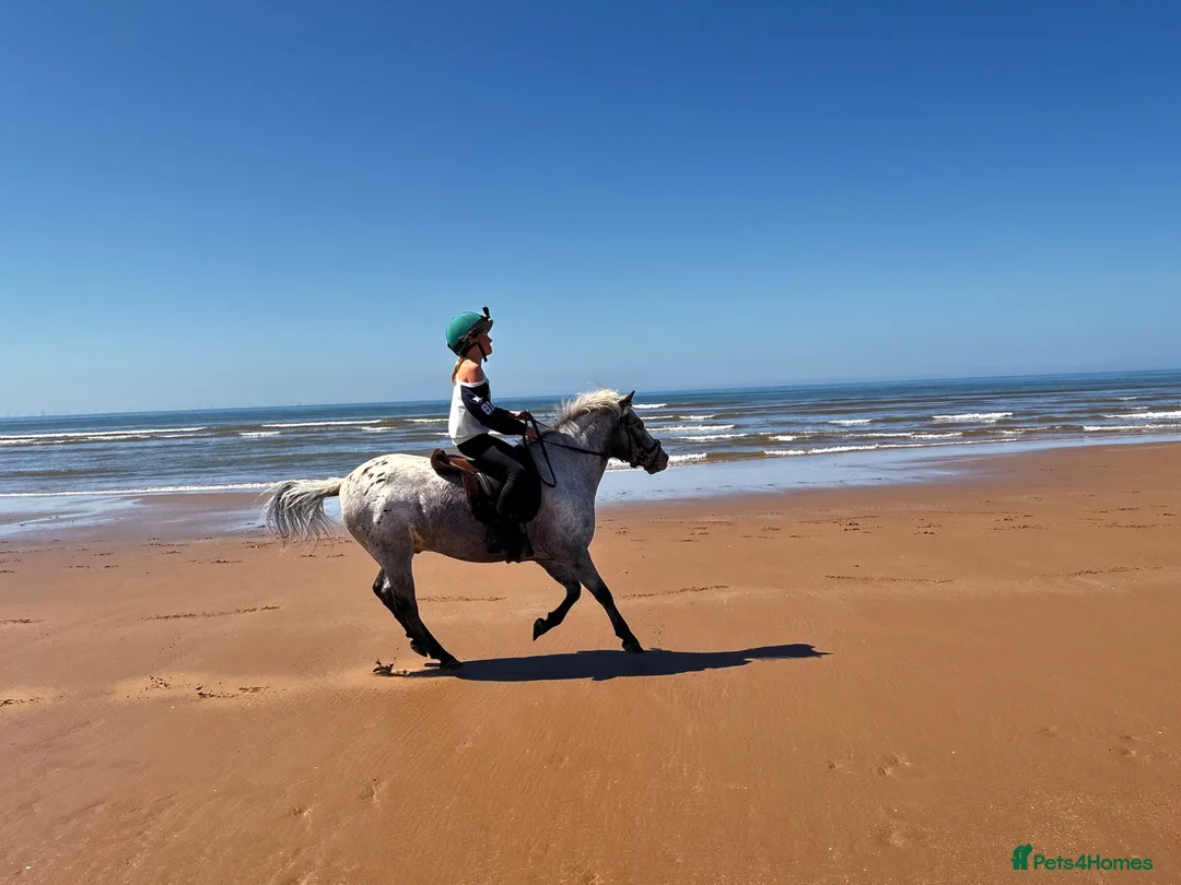 Appaloosa horses for sale: All rounder pony - Advert 2