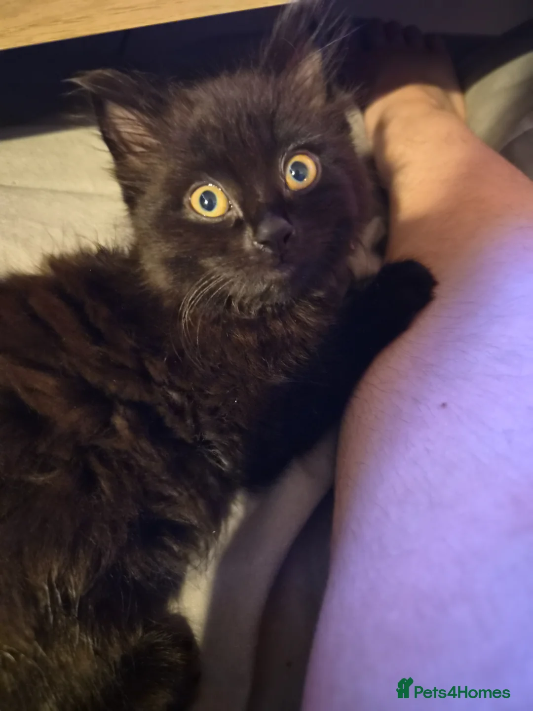 Mixed Breed cats for sale: Luna 14 week old kitten in Yeovil - Advert 9