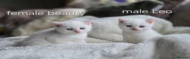 British Shorthair 2