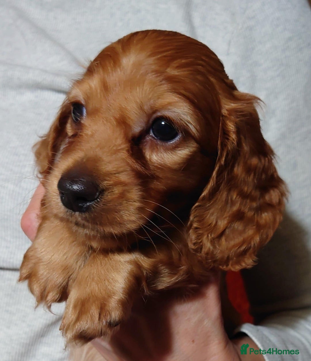 Miniature Dachshund dogs for sale: Gorgeous Miniature Long Haired Dachshund Boys - Advert 13