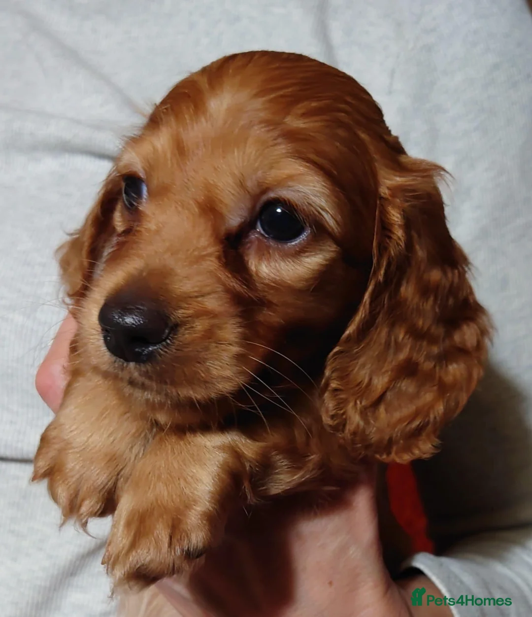 Miniature Dachshund dogs for sale: KC Registered Mini Long Haired Dachshund Pups - Advert 13