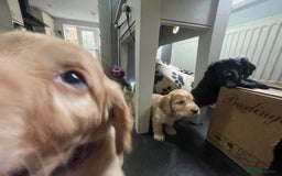 Cocker Spaniel dogs for sale: Working Cocker Spaniels - Image 30