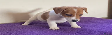 Jack Russell Puppy 1
