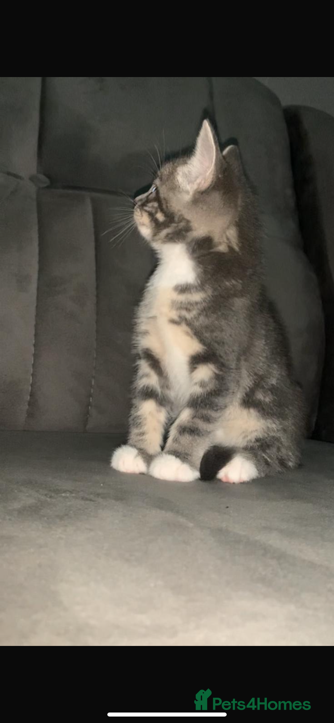 British Shorthair cats for sale: British short hair kitten  - Advert 7