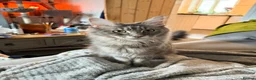 Maine Coon cats for sale: Tilly - 1.5 yr old Maine coon - Advert 3