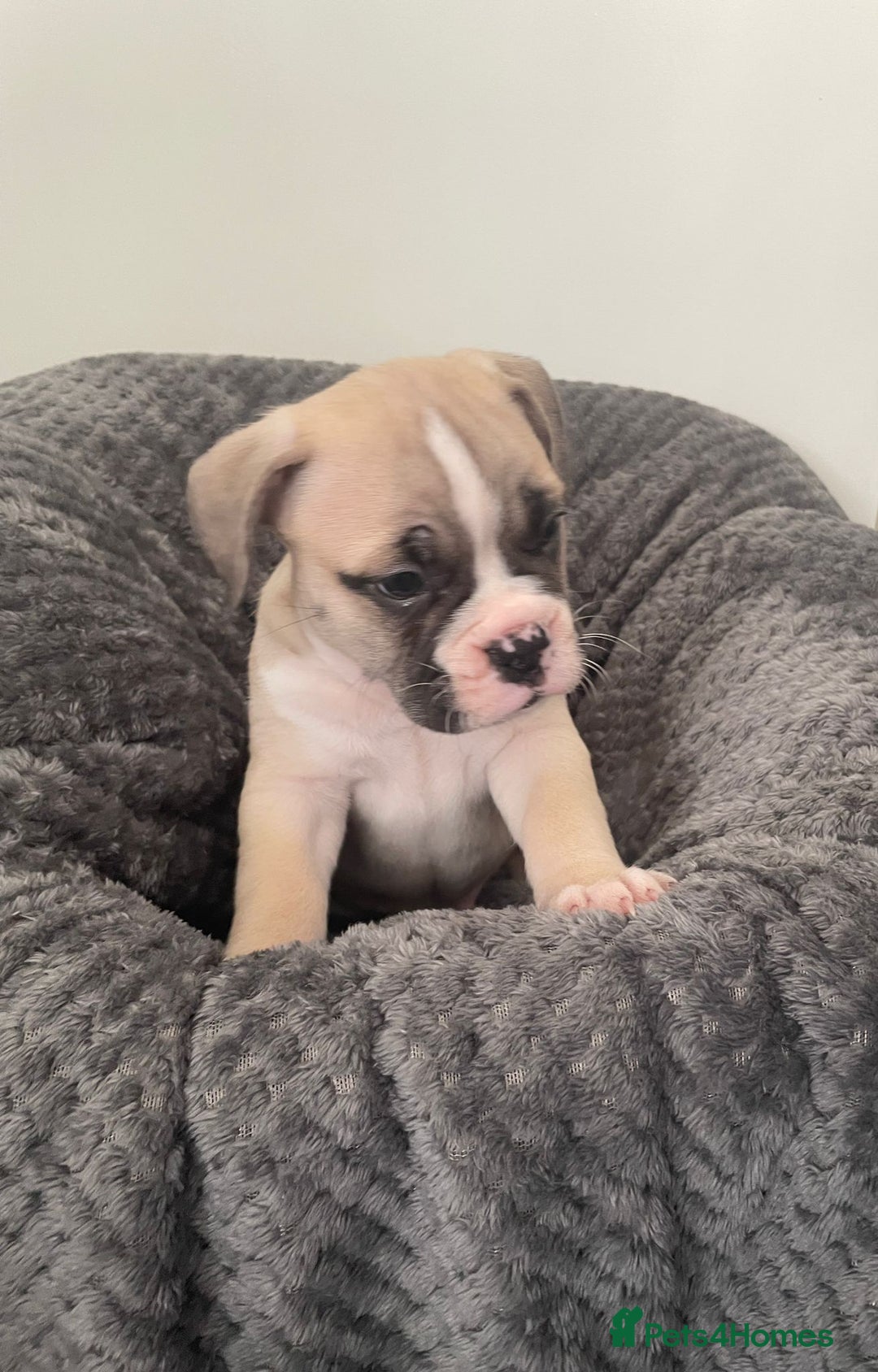 Mixed Breed dogs for sale: English bulldog French bulldog mix  - Image 8