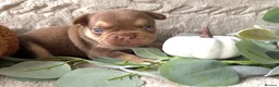 French Bulldog dogs for sale: Kc registered chocolate and tan frenchies - Advert 23