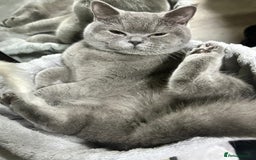 British Shorthair cats for sale: Bella  - Image 4