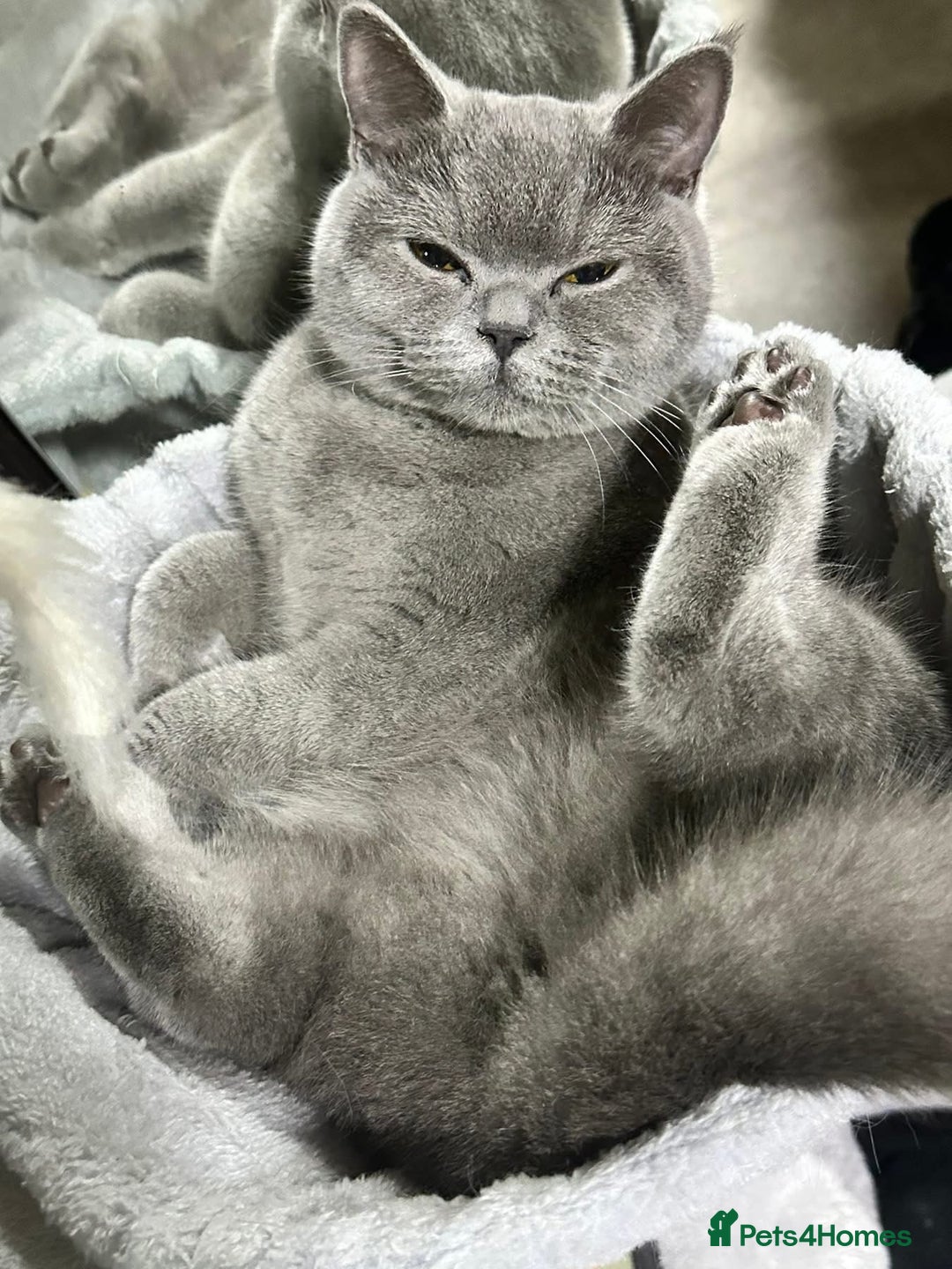 British Shorthair cats for sale: Bella  - Image 4