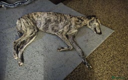 Mixed Breed dogs for sale: Stunning saluki greyhound puppies.  - Advert 24