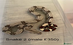 Boa Snake reptiles for sale: ✨ Stunning Red Tailed Suriname Boa’s (BCC) ✨ - Image 4