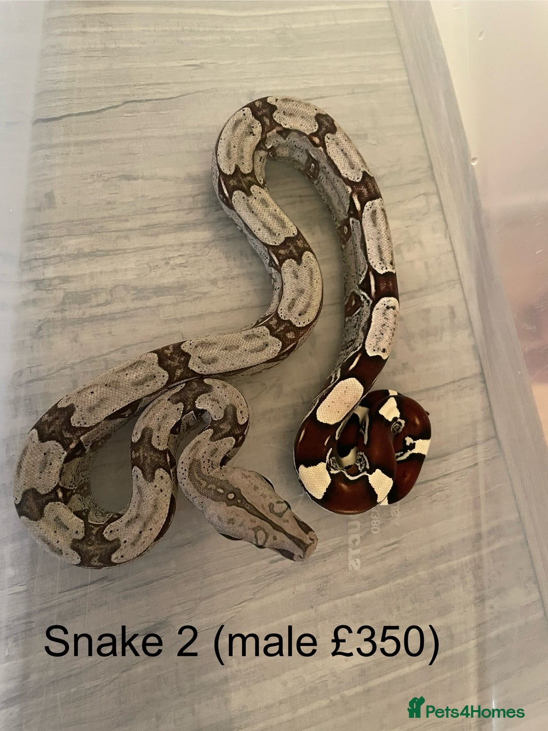 Boa Snake reptiles for sale: ✨ Stunning Red Tailed Suriname Boa’s (BCC) ✨ - Image 4