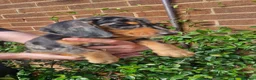 Dachshund dogs for sale: Beautiful dapple daschunds - Advert 15