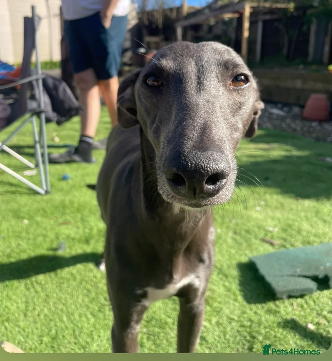 Mixed Breed dogs for sale: BEDLINGTON WHIPPET  - Advert 2