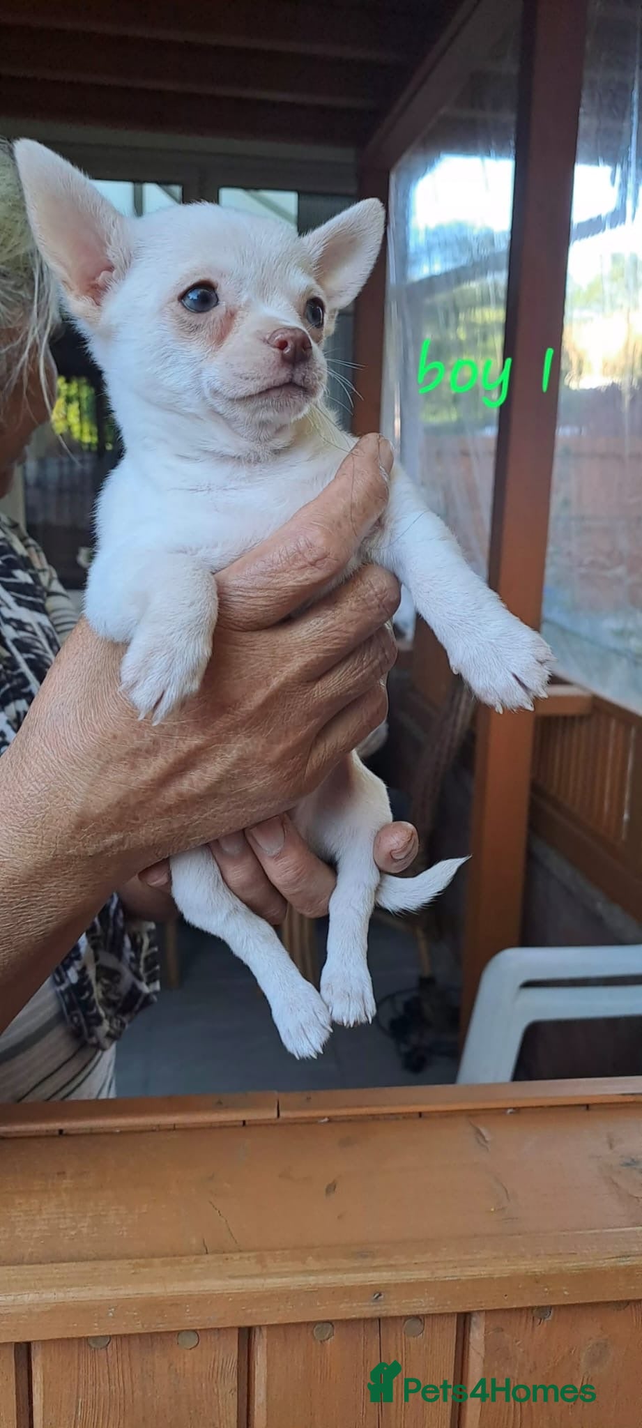 Chihuahua dogs 3 unique Blue eyed Chihuahua pups - Advert 2