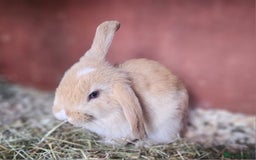 Mini Lop rabbits for sale: Beautiful mix litter very friendly bunnys - Image 7