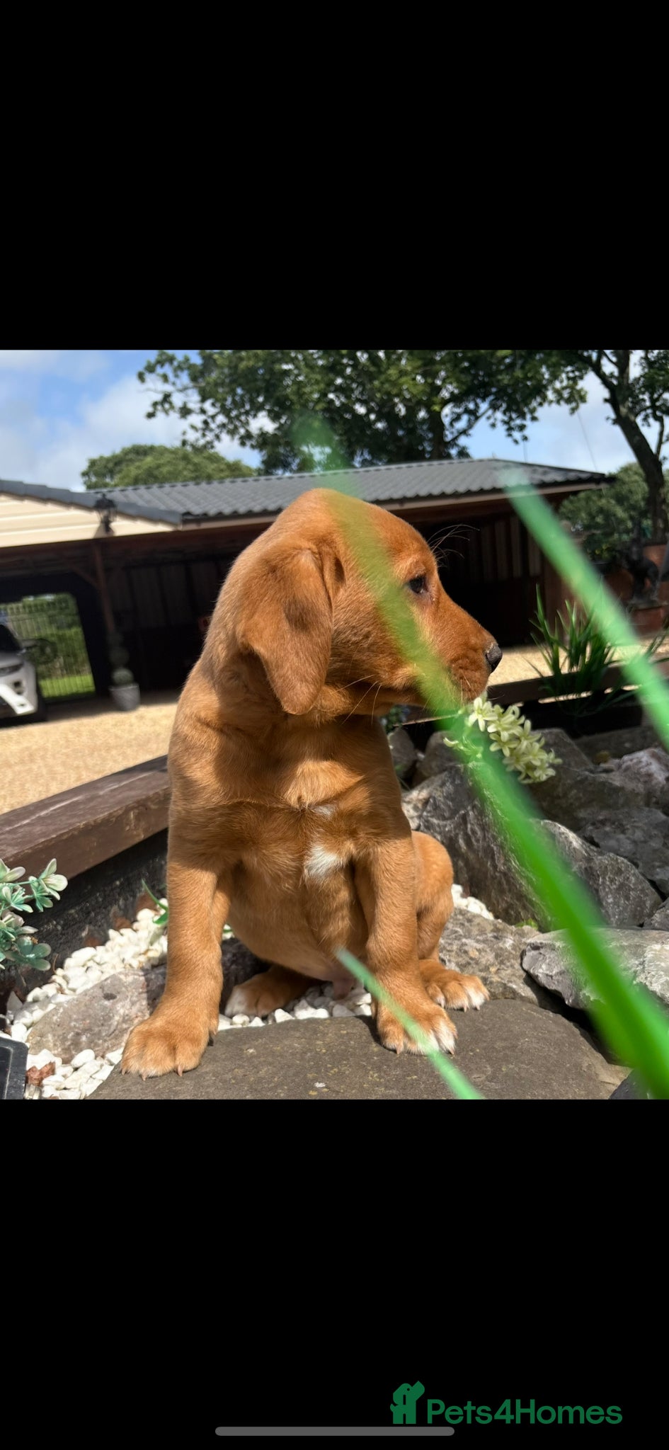 Labrador Retriever dogs for sale: Fox red Labrador  - Advert 5